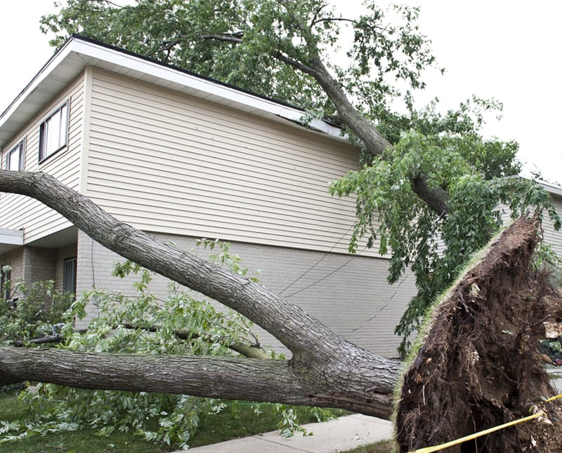 tree damage